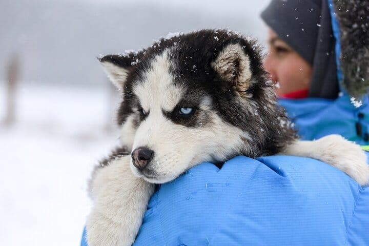 Husky Farm Visit and 5 km Sleigh Ride Through Snowy Landscapes