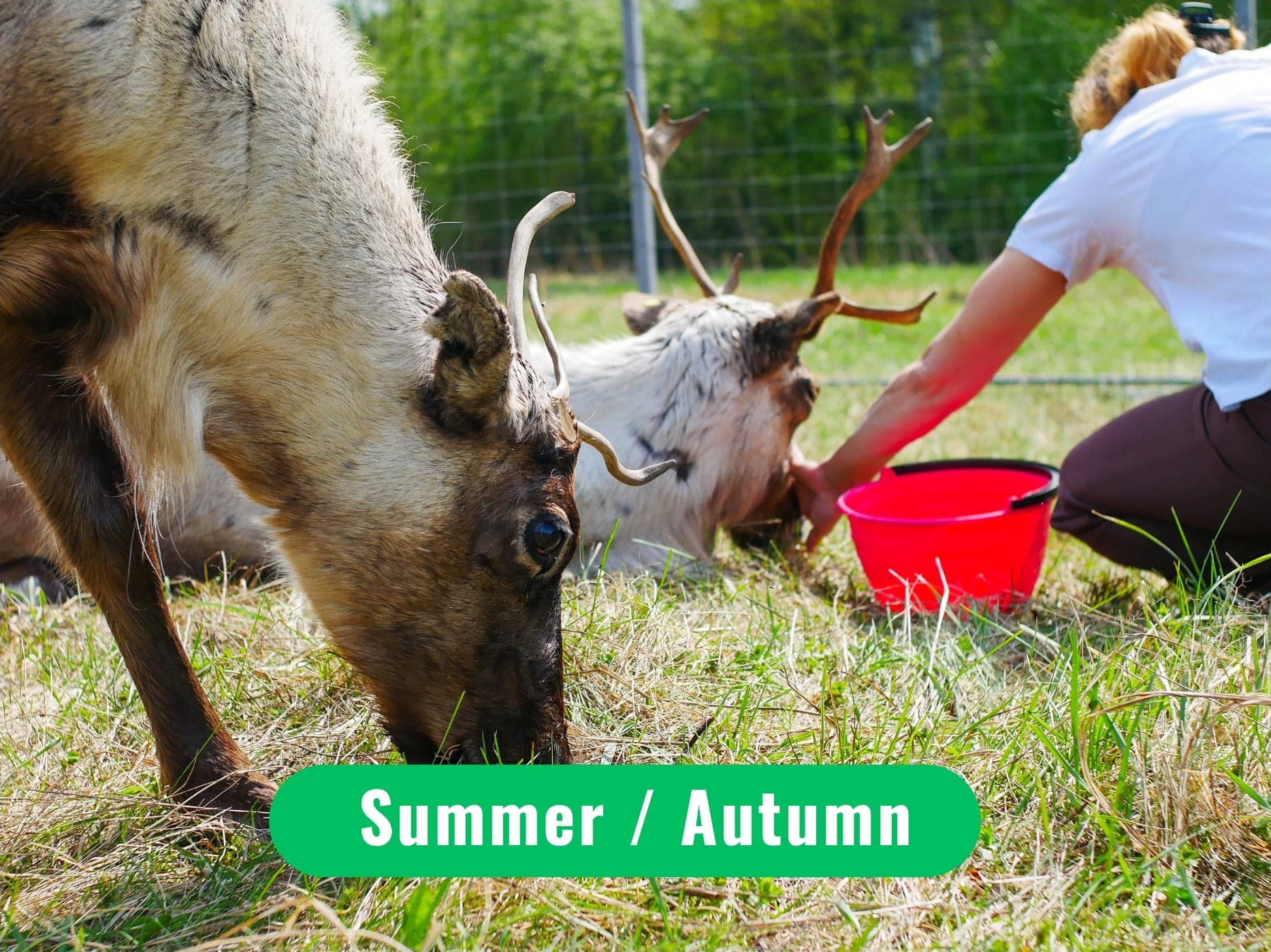 Rovaniemi: Reindeer Experience in Summer/Autumn with Transfers
