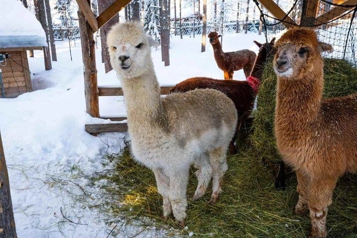 Husky and Reindeer Combo Tour with Santa and Santa’s Pets Tickets